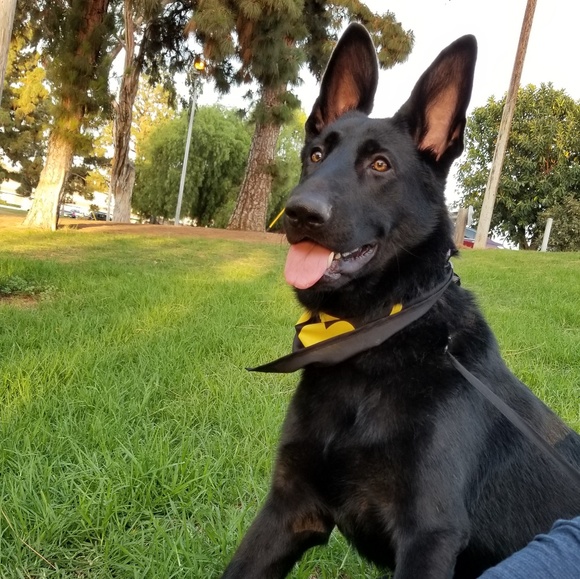 Meet your Posher, Alysha - Picture 5 of 6